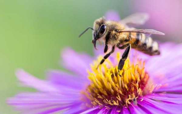 蜜蜂啥时候产蜜-蜜蜂什么时候产蜜