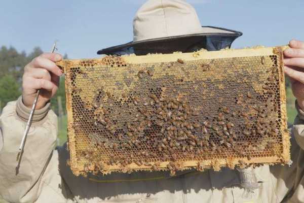 养蜂又称什么问题