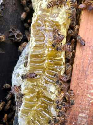 什么样的蜜蜂能酿蜜（哪些蜂会酿蜜）