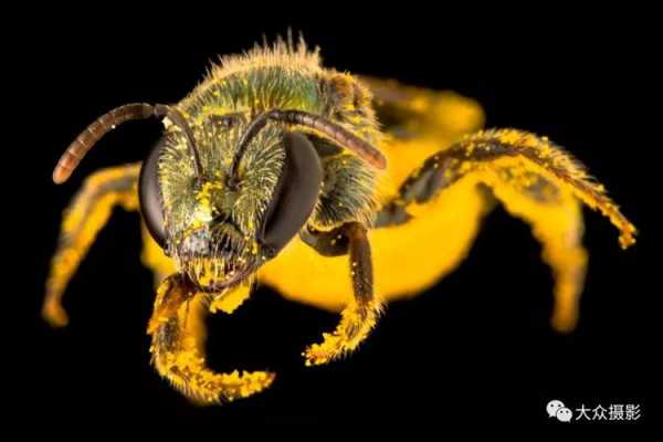 澳大利亚蜜蜂有什么特点吗