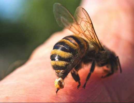 澳大利亚蜜蜂有什么特点吗