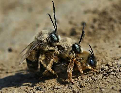 什么什么是蜜蜂交尾,蜜蜂交尾的条件 