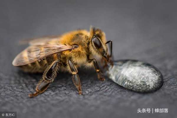  蜜蜂怎么吃东西是什么意思「蜜蜂是怎样吃」