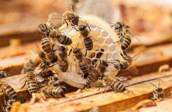 中蜂什么时候开始越冬 中蜂什么时候不会跑