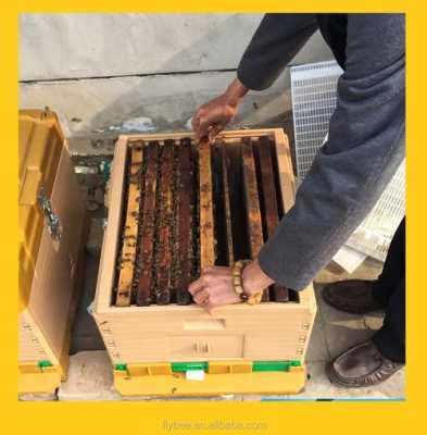养蜂需要什么准备_养蜂需要什么准备材料
