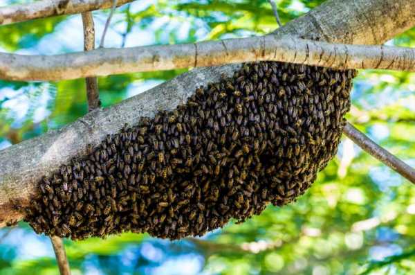 什么是老蜂巢和新蜂巢
