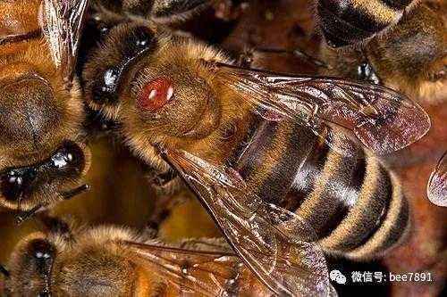  中国蜂有什么病虫害「我国蜂类」