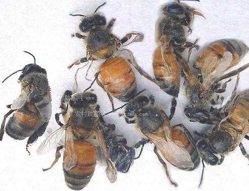  中国蜂有什么病虫害「我国蜂类」