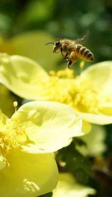 蜜蜂采蜜靠什么信息（蜜蜂采蜜靠什么信息传播的）