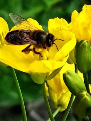 蜜蜂是在什么季节成熟