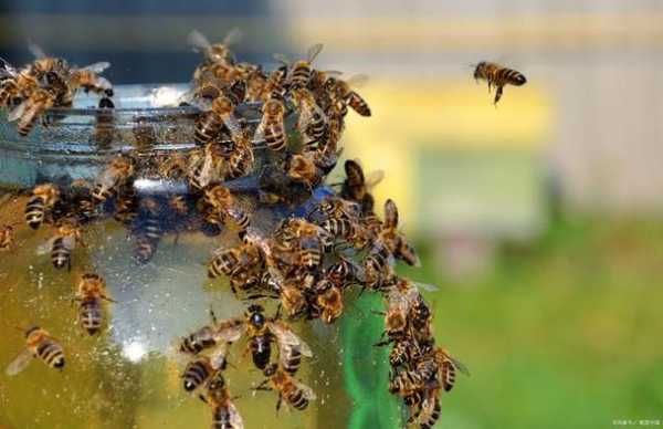 蜜蜂合群怎么合群-蜜蜂合群喷什么