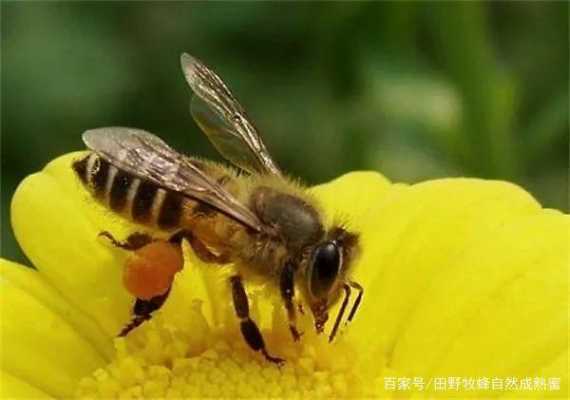 蜜蜂有什么功能（蜜蜂有什么功能和特征）