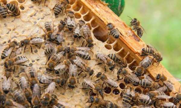 蜜蜂什么时候饲喂 什么季节要喂蜜蜂