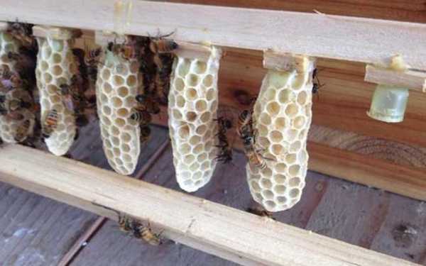 蜜蜂蜂王台什么样的_蜜蜂的蜂王台造在什么位置