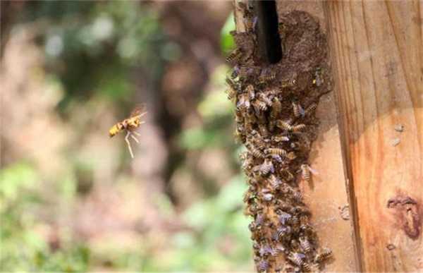 养的蜜蜂为什么跑了