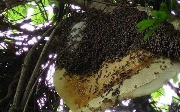 蜜蜂身上的小黑点是什么