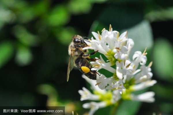 什么树蜜源多,什么树最多蜜蜂采蜜 