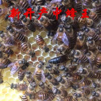  中蜂什么王产蜜多「中蜂哪个品种的蜂王产蜜最好」