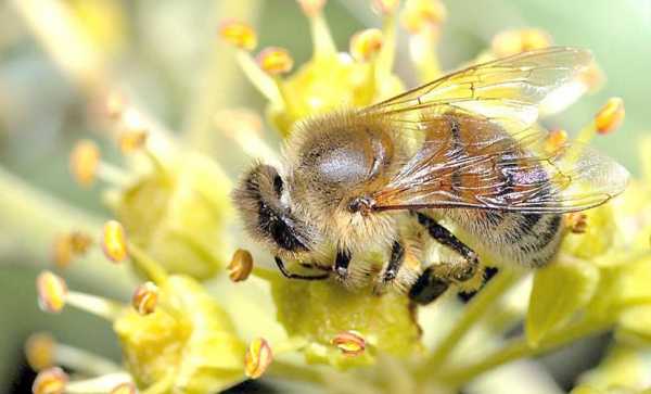 蜜蜂为什么不采蜜呢