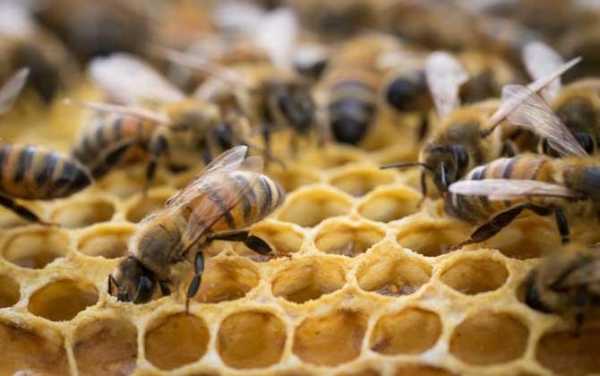 蜜蜂数量少怎么才能发展起来 蜜蜂产蜜量少是什么原因