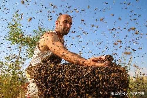 蜜蜂为什么不蛰我-蜜蜂为什么不蛰养蜂人