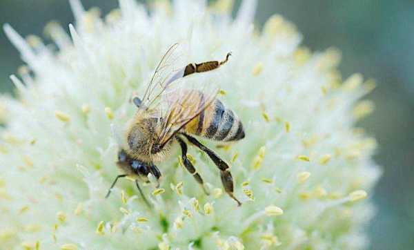蜜蜂什么时候出现在地球-什么时候发现蜜蜂交流