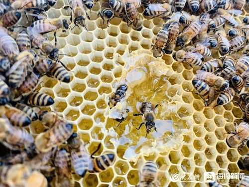 什么的小蜜蜂,从什么里什么出来 什么的小蜜蜂在什么地酿蜜