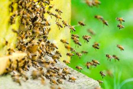 蜜蜂会把什么带回蜂巢里面-蜜蜂会把什么带回蜂巢