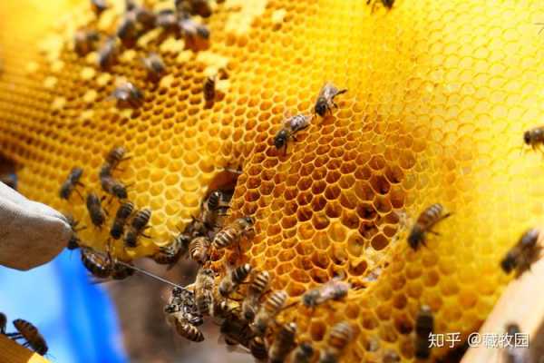 蜜蜂蜂蜜还有什么什么