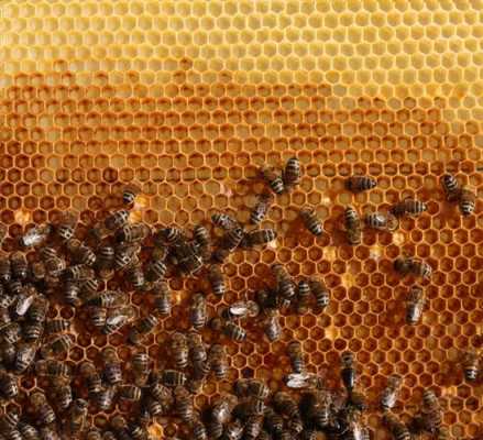 蜜蜂蜂蜜还有什么什么