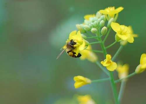蜜蜂采什么花有毒呢