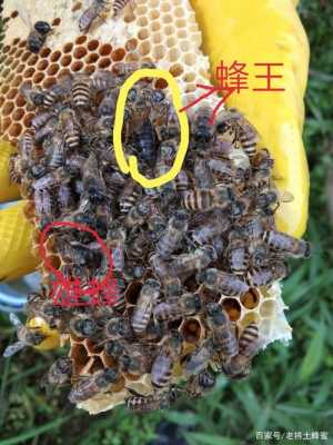 蜂蜜王长什么样子的 蜂蜜中的蜂王叫什么
