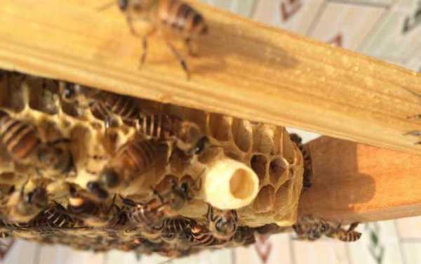 四川分蜂一般在什么时间 四川南充蜜蜂什么时候分蜂