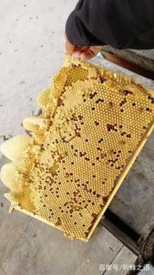 密蜂做的脾有什么用（蜜蜂做脾很慢是什么原因）