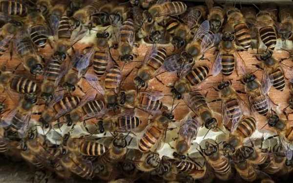 中蜂分蜂的原因-中蜂什么是分蜂热