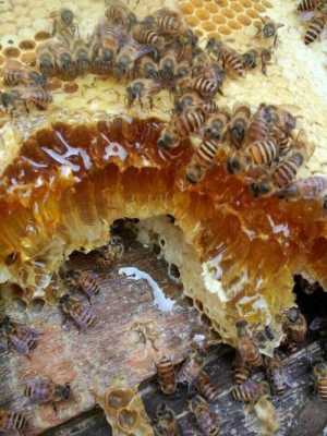  蜜蜂产蜂糖干什么「蜜蜂的糖有什么作用」