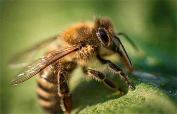 什么蜜蜂不蜇人 什么蜜蜂不采蜜