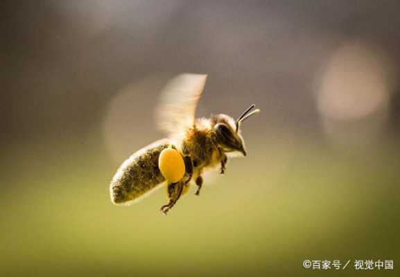 蜜蜂什么时间出勤最多 蜜蜂什么时间做密