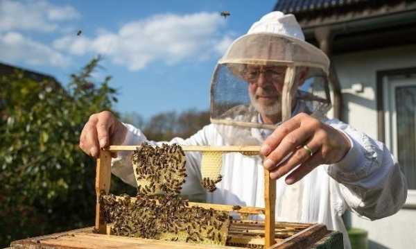  养蜂春繁要注意什么「春繁特种养蜂技术视频」