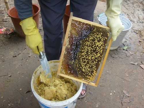 秋季割蜂蜜什么时候最佳_秋季割蜜的最佳时间