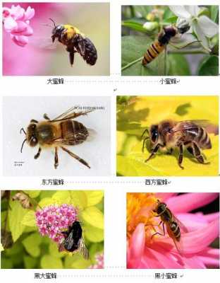 蜜蜂分几种哪种比较好