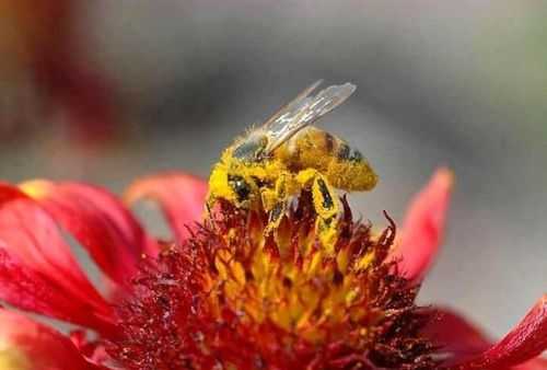 秋天蜜蜂出勤率低怎么回事-秋季蜜蜂容易生什么病