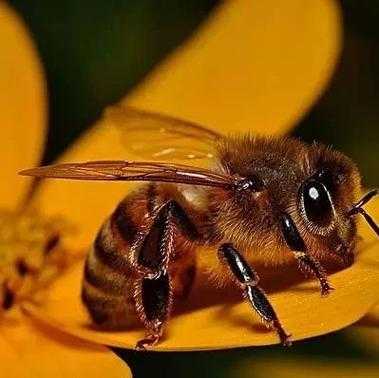 什么蜜蜂的蜂蜜不能吃 什么蜂的蜜能吃