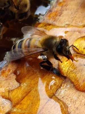 什么吃蜜蜂的,什么吃蜜蜂? 