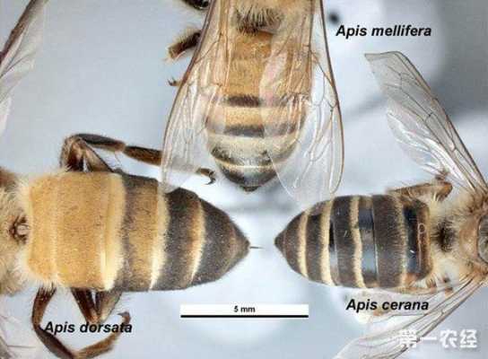 中蜂可分为什么类型蜂（中蜂可分为什么类型蜂种）