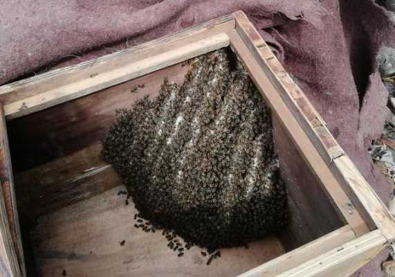 为什么蜜蜂不上脾造巢
