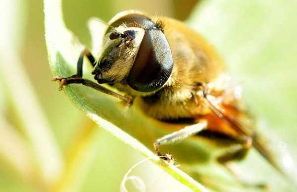 什么虫子吃蜜蜂? 什么虫子会吃蜜蜂