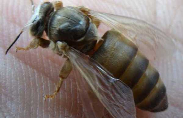 蜂上有个王是什么蜂（蜜蜂中的蜂王是啥）