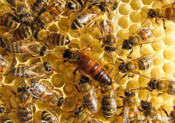 蜂上有个王是什么蜂（蜜蜂中的蜂王是啥）