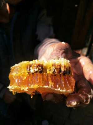 云南野生蜜蜂是什么单价,云南野生蜂蜜多少一公斤 